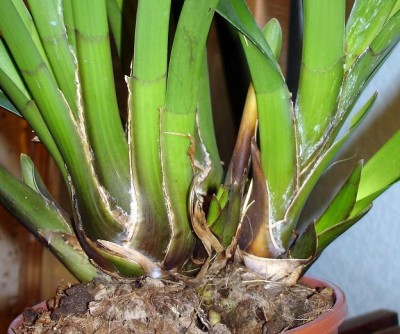 Это общая картина.