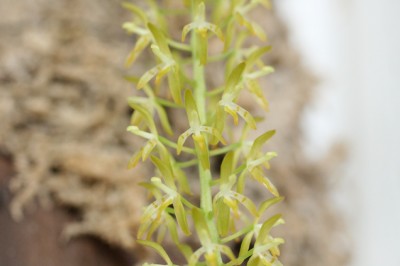 крупный план