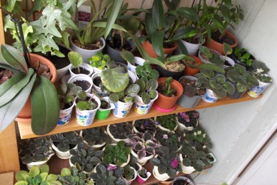 средняя полка - в основном орхидеи, и еще всякая мелочь