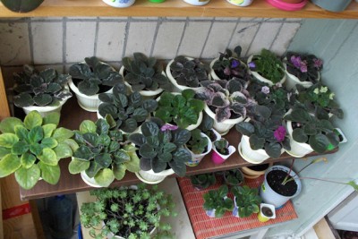 нижняя полка - под фиалочки