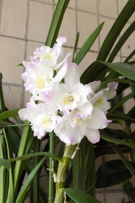 вот так сейчас дендрик мой цветет, глаза радует