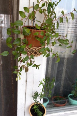 фуксия и плющ