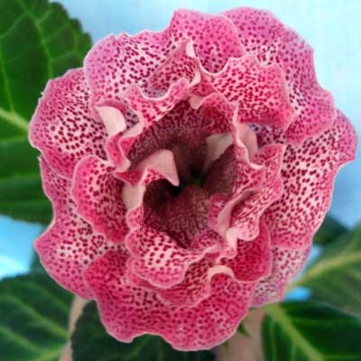 Ситец розовый