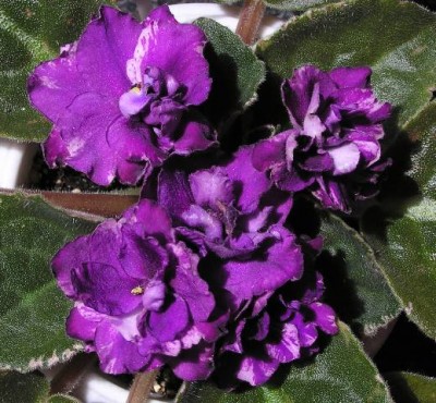 Apache Shadow - это в тени сфоткала