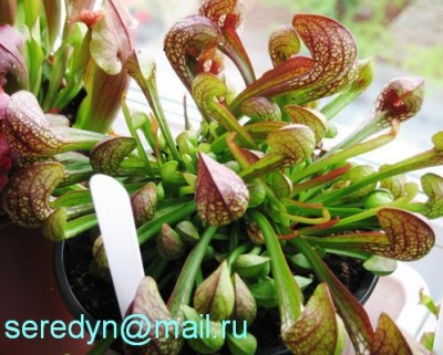 Sarracenia  psittacina.JPG