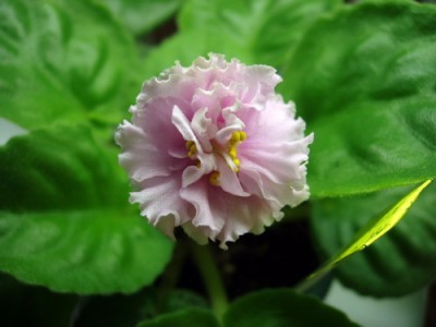 Ваше Величество