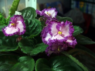 Lyon’s Pirate’s Treasure