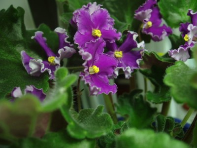 Безымянная труженица