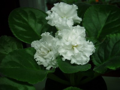 Свадебный Букет