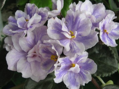 Rainbow’s Quiet Riot