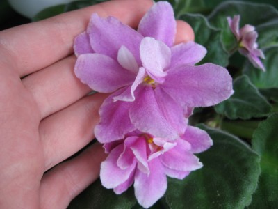 Music Box Dancer.jpg