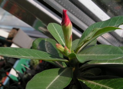 adenium_1.jpg