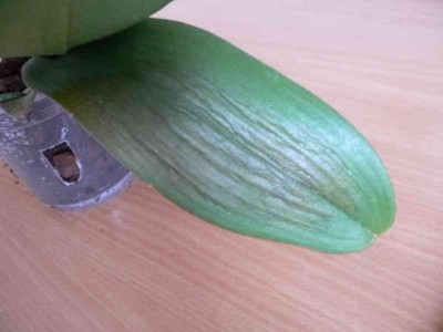 а вот и пятно, сейчас оно более коричневое и сморщеное