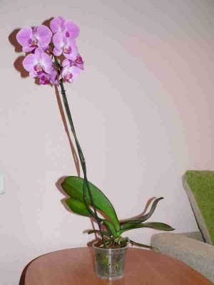 а вот такой он вообще, здоровяк