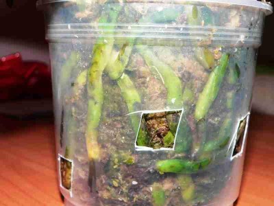 вид корней до пересадки