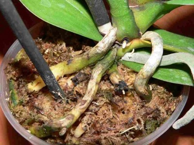 Такими корни были до пересадки в кору, тот лист что желтеет у шейки уже в мире ином. И соседний лист тоже.