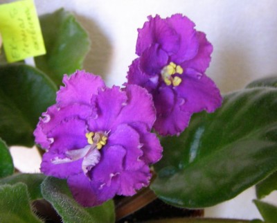 ЕК-Лесная Ежевика