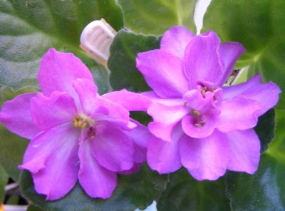 Mountain Blush sport