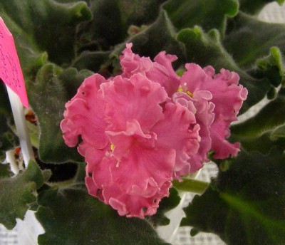 Suncoast Circus Candy