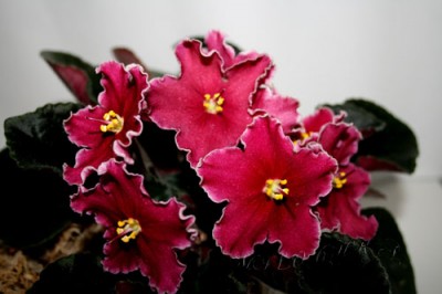 Cherries ’n’ Cream.jpg