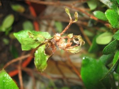 вот еще одна веточка засохла