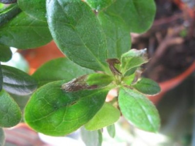 вот так сохнут по краям молодые листики