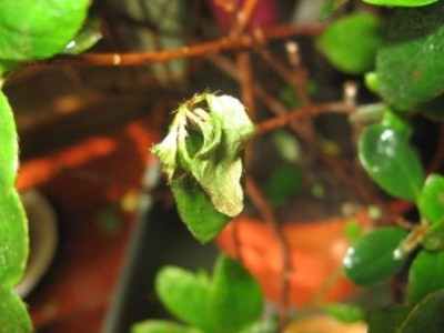 а вот засохшая веточка