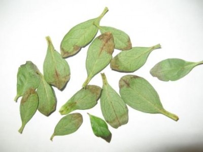 вот такие листики с ржавчиной