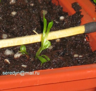 Dionaea muscipula.JPG