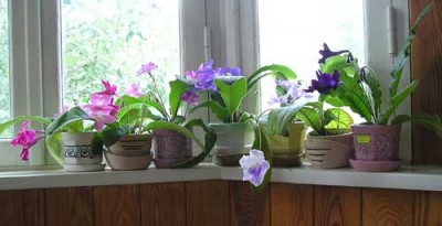 Так они и живут, вроде, неплохое местечко нашла для красавцев