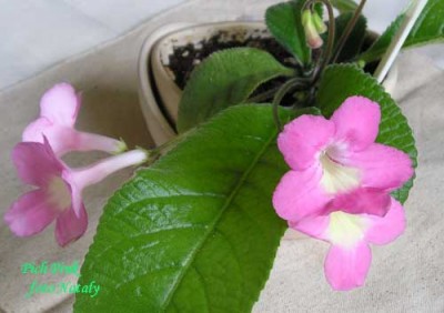 Первое цветение