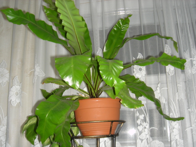 Асплениум.Тоже папоротник.