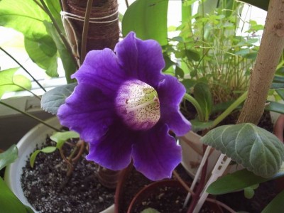 Царица ночи