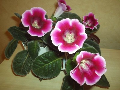 Простая розовая, но люблю ее за сильный аромат