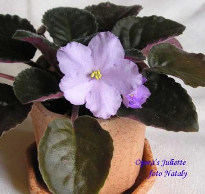 Первое цветение, но уже спорт