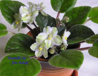 Дождалась, дождалась!!!