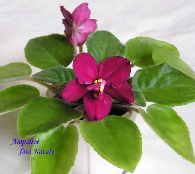 Первое цветение, в центре цветочка есть небольшие непрокрасы