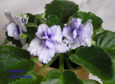 Первое цветение