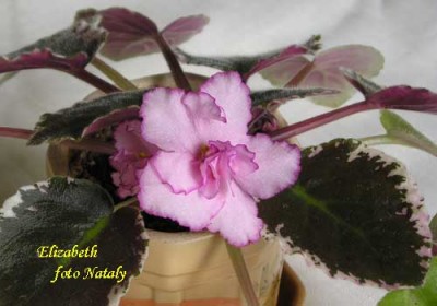 Первое цветение