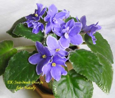 Звездный ливень!