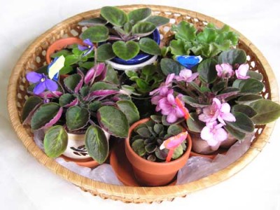 Раз полянка...