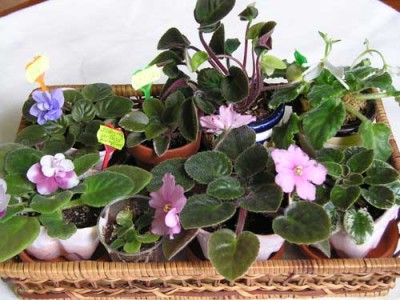 ... два полянка...