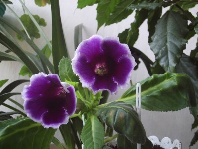  белой каймой.JPG