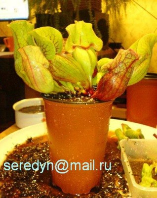Sarracenia purpurea x venosa_2.JPG