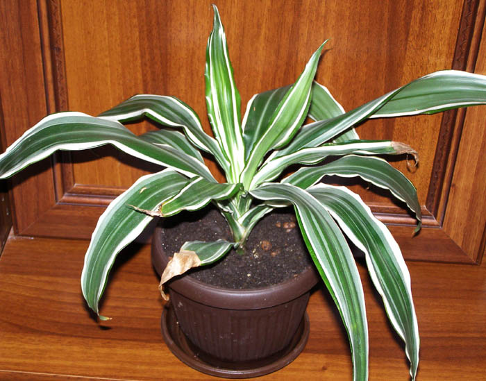 Растение вцелом.