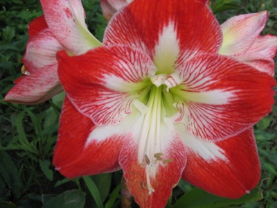Hippeastrum.jpg