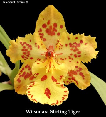 Wilsonara Stirling Tiger1.jpg