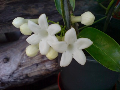 Другая кисточка