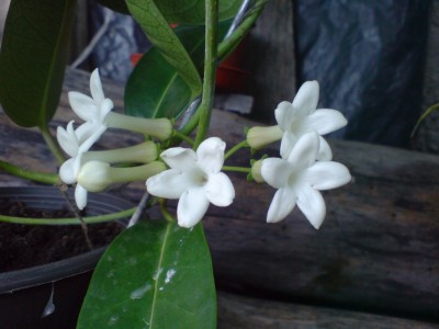 Стефанотис