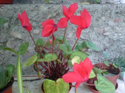 Цикломену на улице очень жарко, но он цветет и все тут!